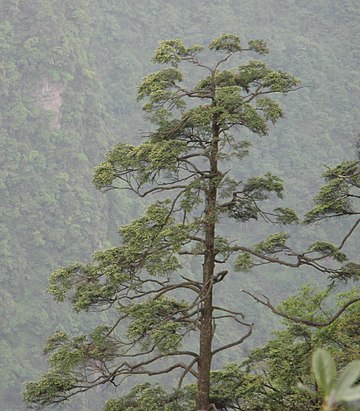 Himalaya-Hemlocktanne