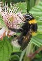 Gartenhummel-Königin (Bombus hortorum) auf Brombeere