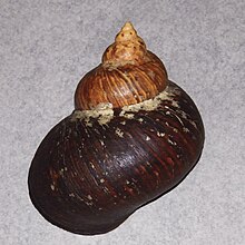 abapertural view of the shell Turbo jourdani 2.jpg