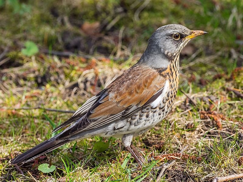 File:Turdus pilaris 0444 (26542328085).jpg