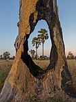 Trees visible through a large hole in a tree trunk in Laos.