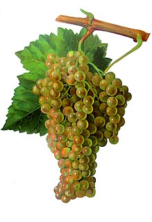 Trebbiano Variety of grape