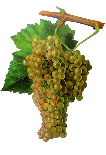 Trebbiano