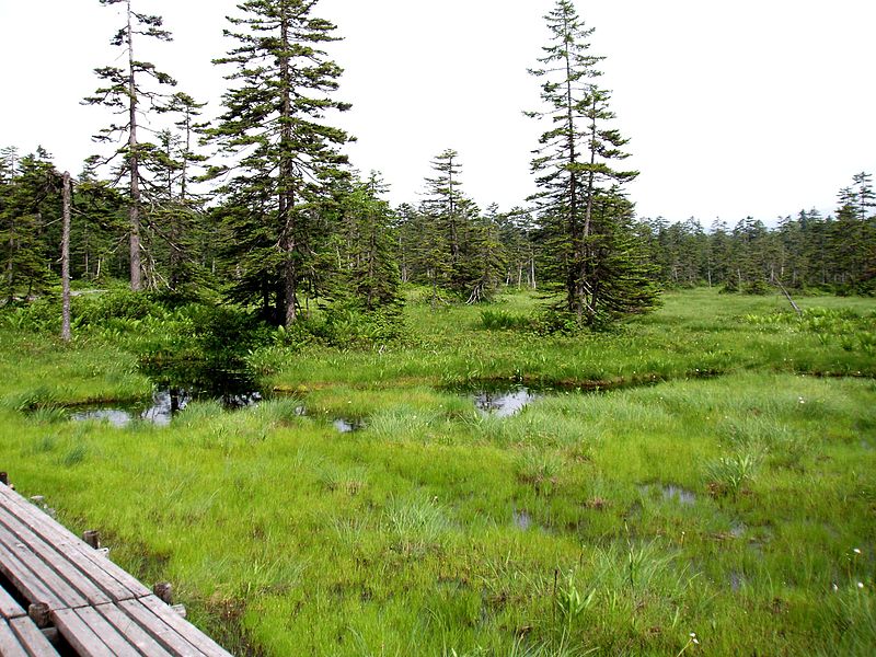 File:Ukishima wetland 2005.jpg