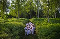 Under the birch trees, Bela krajina, Slovenia