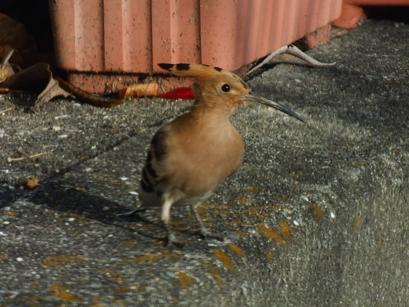 File:Upupa epops Sasayama,Hyogo-Jpan (ヤツガシラ ブッポウソウ目ヤツガシラ科) DSCF2171.JPG