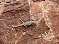 B) Sceloporus tristichus(?) im Zion National Park