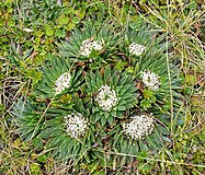 Valeriana rigida