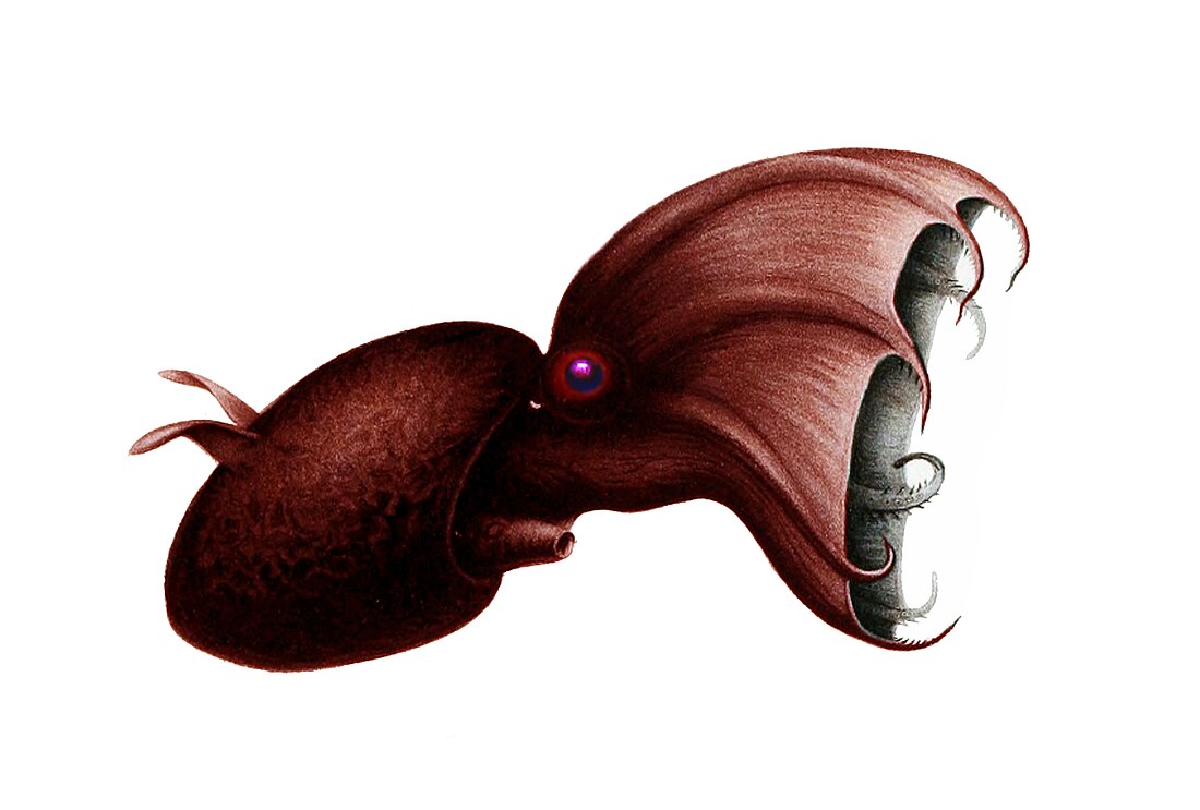 Vampyroteuthis