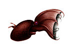 Miniatura para Vampyroteuthis infernalis