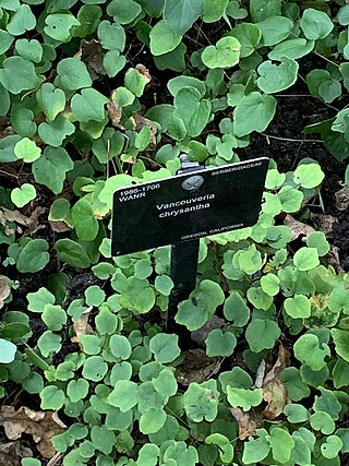 <i>Vancouveria chrysantha</i> Species of flowering plant