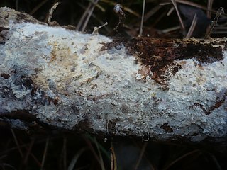 <i>Vararia</i> Genus of fungi