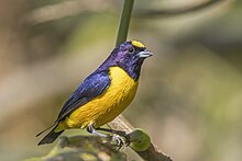 Velvet-fronted euphonia (Euphonia concinna) male Cundinamarca.jpg