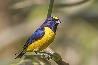 <span class="mw-page-title-main">Velvet-fronted euphonia</span> Species of bird
