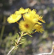 Verticordia galeata