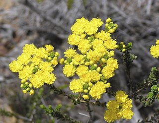 <i>Verticordia serrata</i> Species of flowering plant