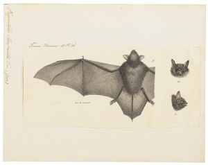 Vespertilio horsfieldii - 1700-1880 - Print - Iconographia Zoologica - Special Collections University of Amsterdam - UBA01 IZ20800137.tif