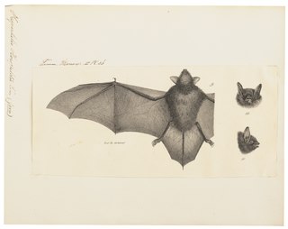 Horsfields bat species of mammal