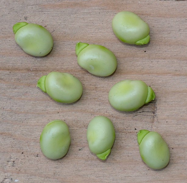 File:Vicia faba seed(01).jpg