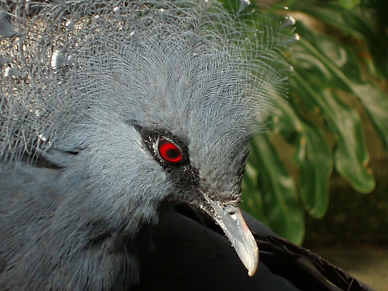 File:Victoria crowned pigeon closeup.JPG