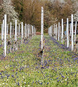 Vineyard Weingarten