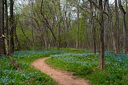 Blue Bell Trail bo'ylab Virjiniya Moviy Qo'ng'iroqlari, Bull Run Park, Virginia.jpg