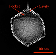 Kryo-EM-Querschnitt eines Kapsids von PBCV-1. Zwischen der inneren Membran und dem einzigen Scheitelpunkt (Vertex) befindet sich eine Tasche und am Boden des Spikes ein Hohlraum.[2][Anm. 1]