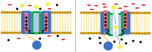 Voltage-gated ion channel. When the membrane is polarized, the voltage sensing domain of the channel shifts, opening the channel to ion flow (ions represented by yellow circles). Voltage-gated Ion Channel.png