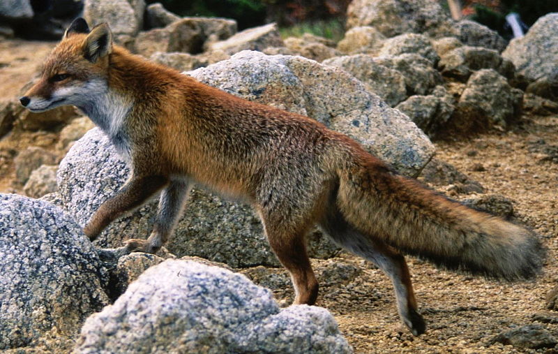 File:Vulpes vulpes japonica in Mount Shirouma 1996-09-29.jpg