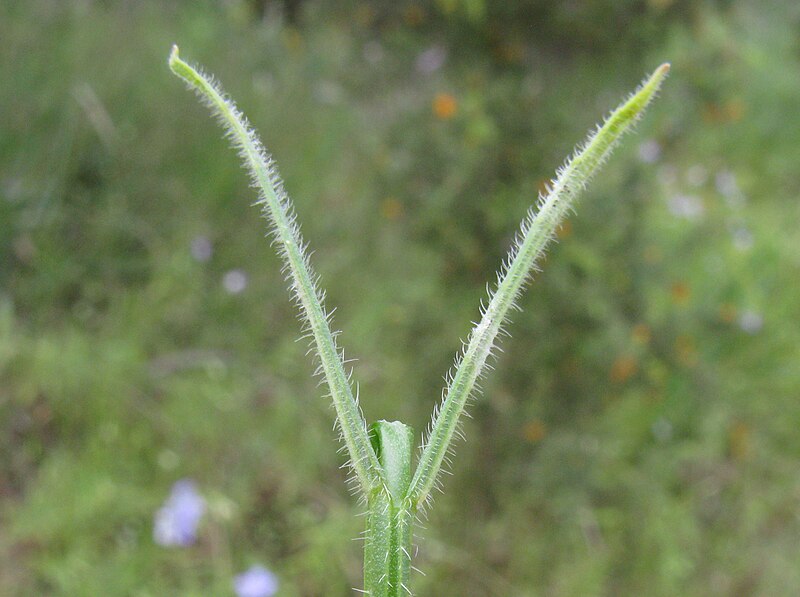 File:Wahlenbergia stricta leaf8 Albury SWS - Flickr - Macleay Grass Man.jpg