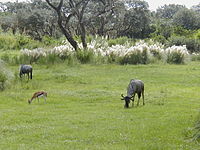 Walt Disney World - Animal Kingdom - Savanna.jpg