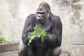 Westlicher Gorilla