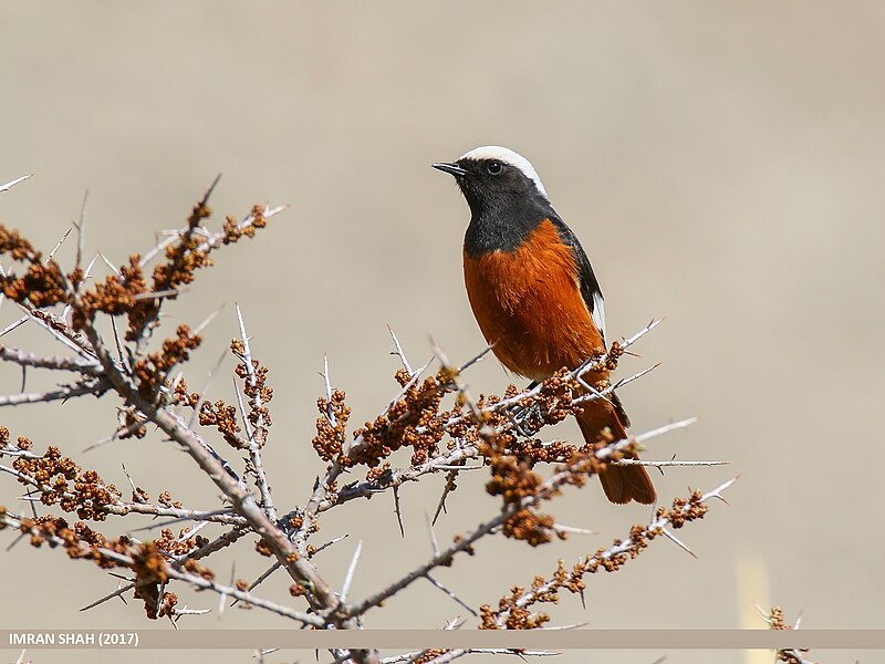 File:White-winged Redstart (Phoenicurus erythrogastrus) (37501888854).jpg