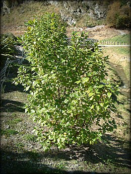 Wineberry-tree.jpg