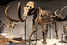 Coplan brothers Mammuthus primigenius skeleton on display at the Field Museum of Natural History. Woolly Mammoth-Field Museum.jpg