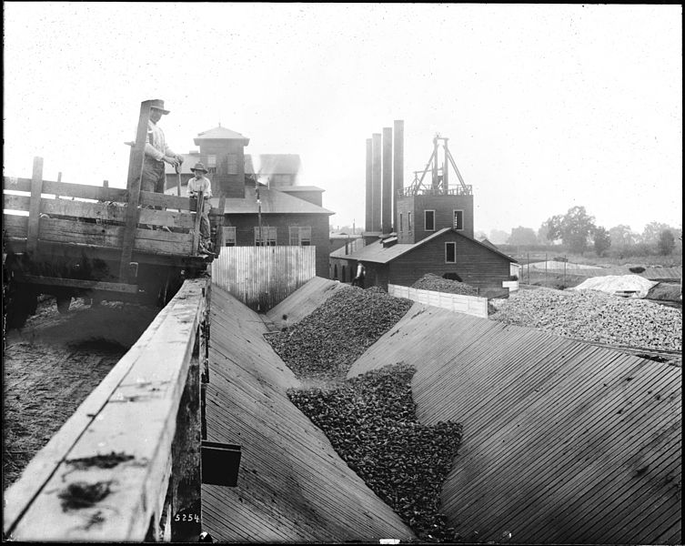 File:Workers dumping sugar beets into v-shaped bins, Visalia, Tulare County, California, ca.1900 (CHS-5254).jpg