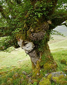A close view of the trunk Wych elm, Gleann na Ciche (geograph 7210939).jpg