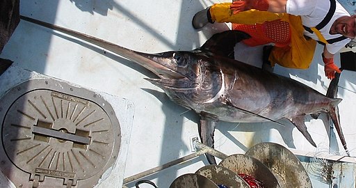 Maine Seafood Guide - Swordfish - Maine Sea Grant - University of