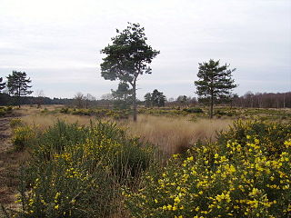 <span class="mw-page-title-main">Castle Bottom to Yateley and Hawley Commons</span> UK Site of Special Scientific Interest