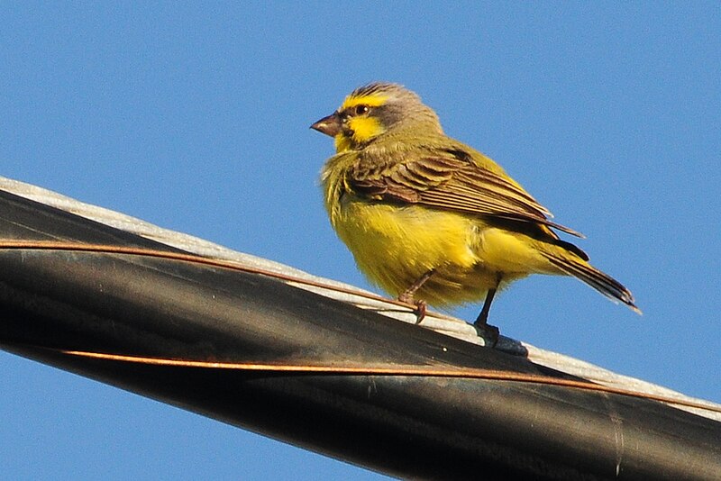 File:Yellow-Fronted Canary.jpg
