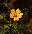 Portulaca