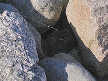 Un leprotto nascosto fra le rocce, dove si mimetizza egregiamente.