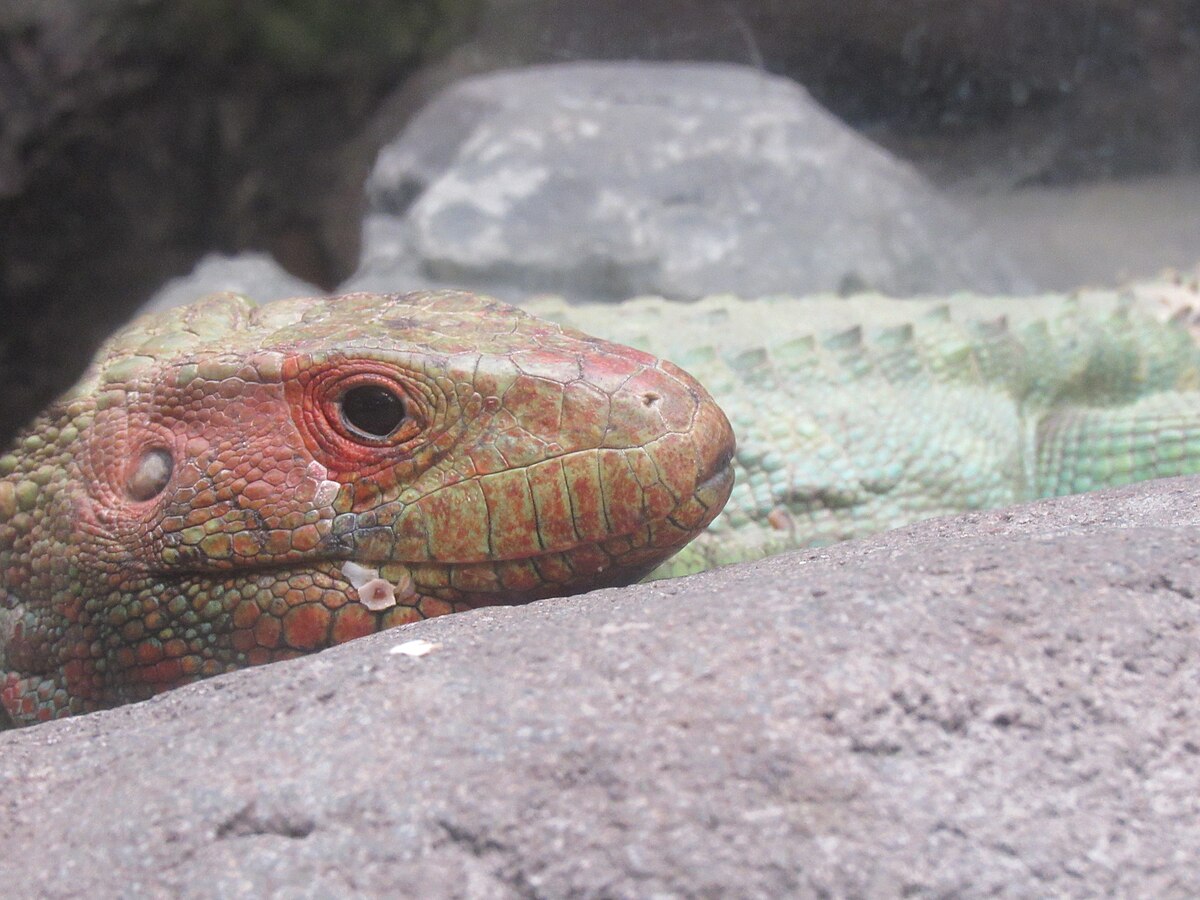 Кайман ящерица. Caiman Lizard. Каймановый Варан. Драцена ящерица. Тегу.