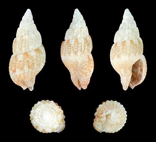<i>Zafrona striatula</i> Species of gastropod