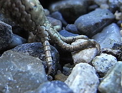 Zootoca vivipara male front leg.jpg