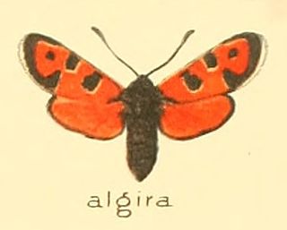 <i>Zygaena algira</i> Species of moth