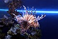 * Nomination: Red lionfish from Voronezh Oceanarium --Клеткин 18:46, 7 October 2012 (UTC) * Review Would be a QI - but it's a bit "blue". Whitebalance should be corrected --CChris 12:50, 15 October 2012 (UTC)  New version uploaded--Клеткин 19:07, 16 October 2012 (UTC)