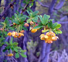 "B. microphylla" en flor. Foto tomada en el Parque Nacional de Tierra del Fuego, Ushuaia, Argentina.jpg