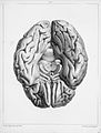 "Traite complet de l'anatomie...",Foville, 1844 Wellcome L0019135.jpg