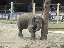 Elephant a Bellewaerde.JPG